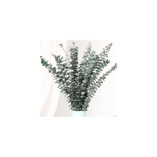 Nyah Evergreen Greenery Dried Bundle Clear