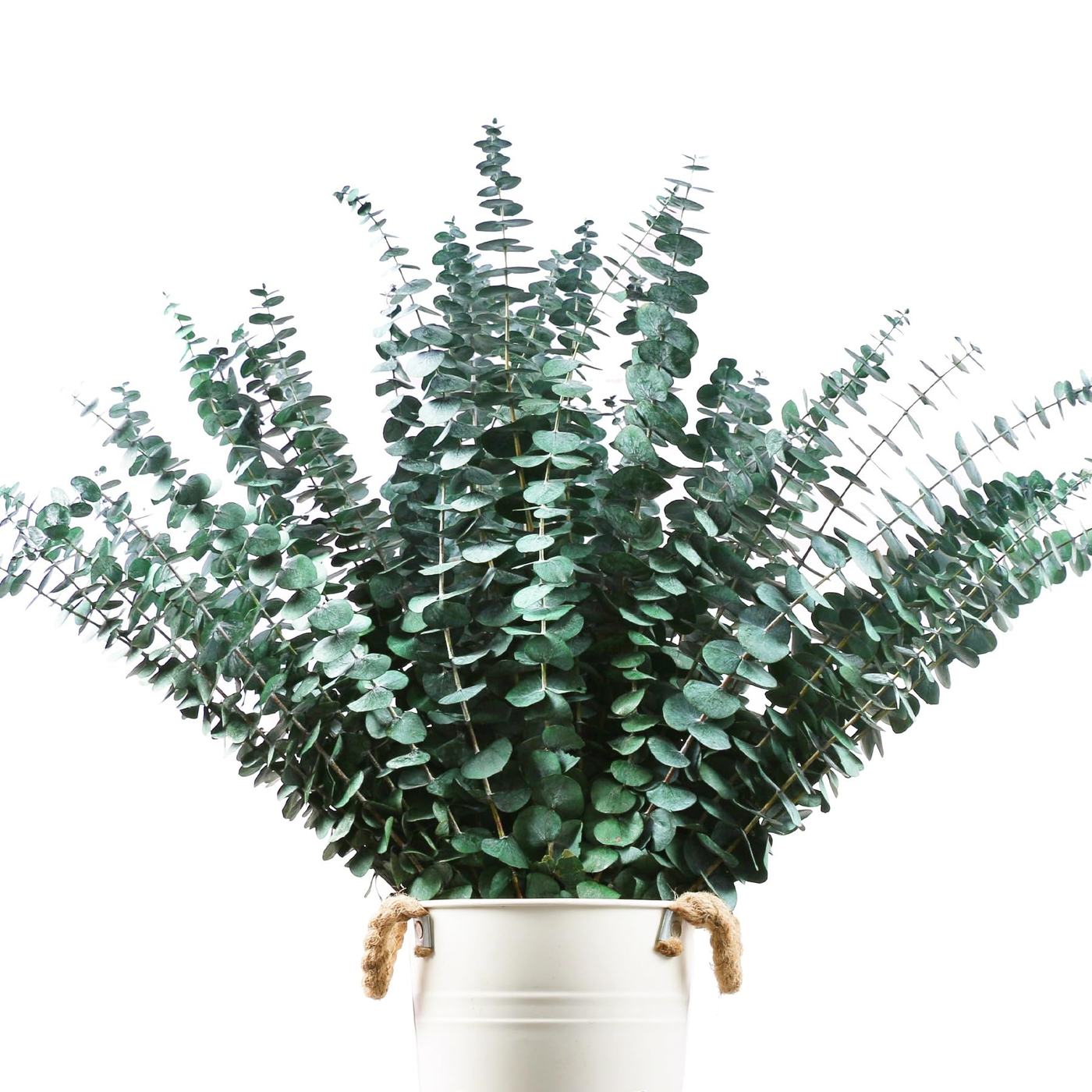 Faux Eucalyptus Stem Set 36" product photo